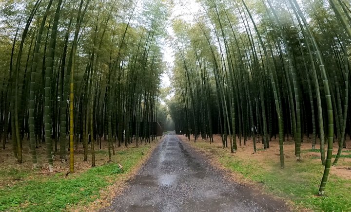 若竹の杜 若山農場